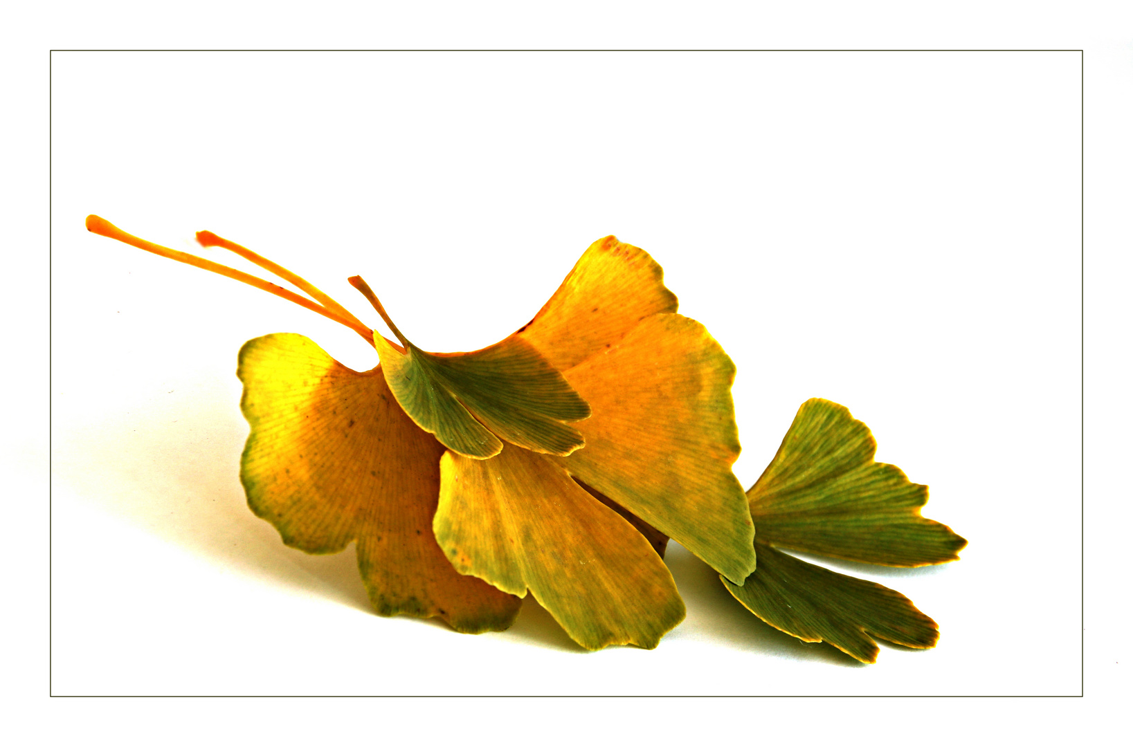 Gingko (2)