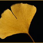 Gingko