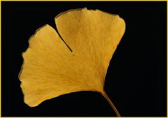 Gingko