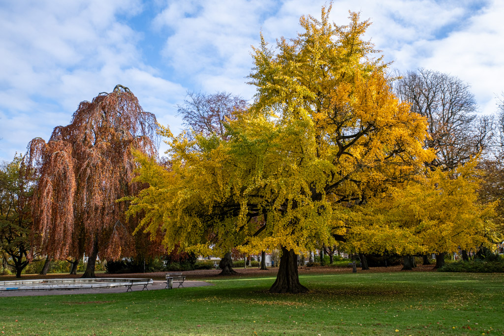 Gingko