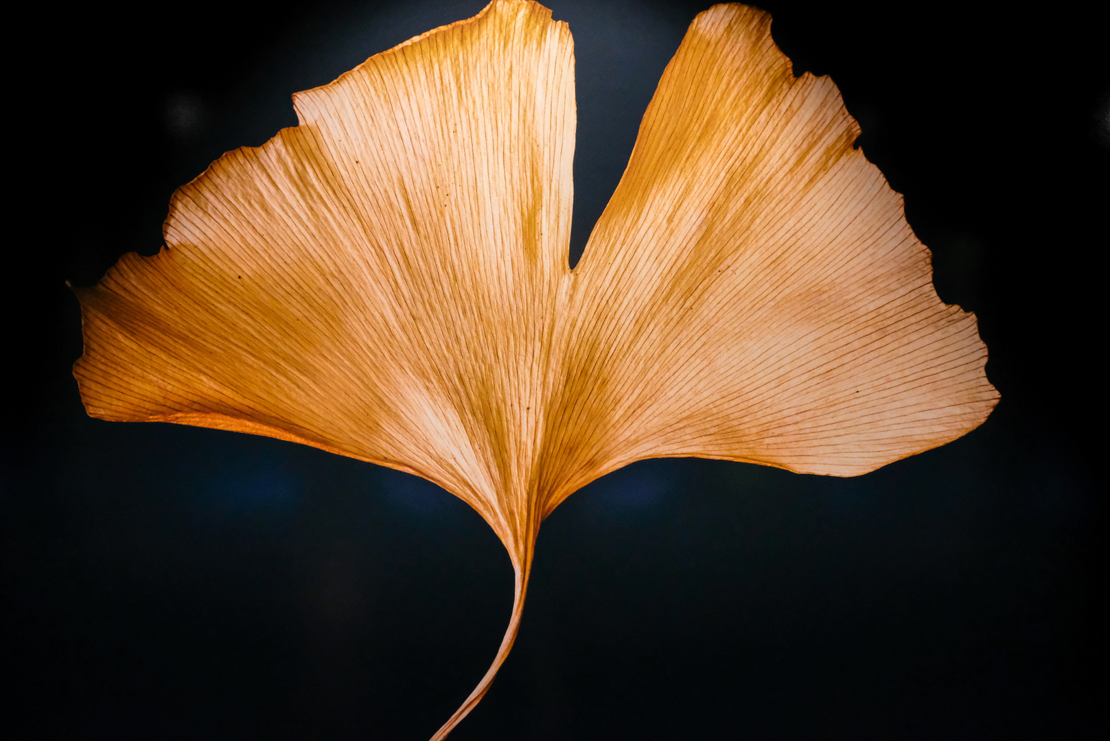 Gingko