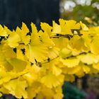 Gingko