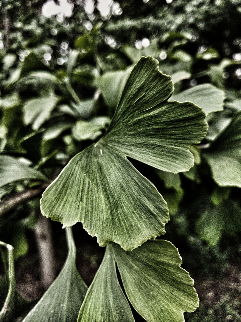 gingko