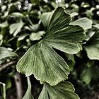 gingko