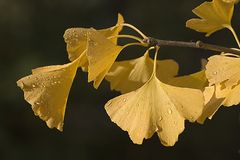 Gingko