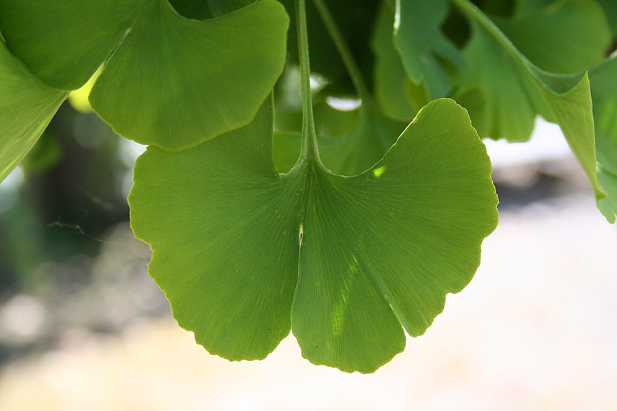 Gingko