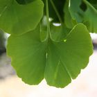 Gingko