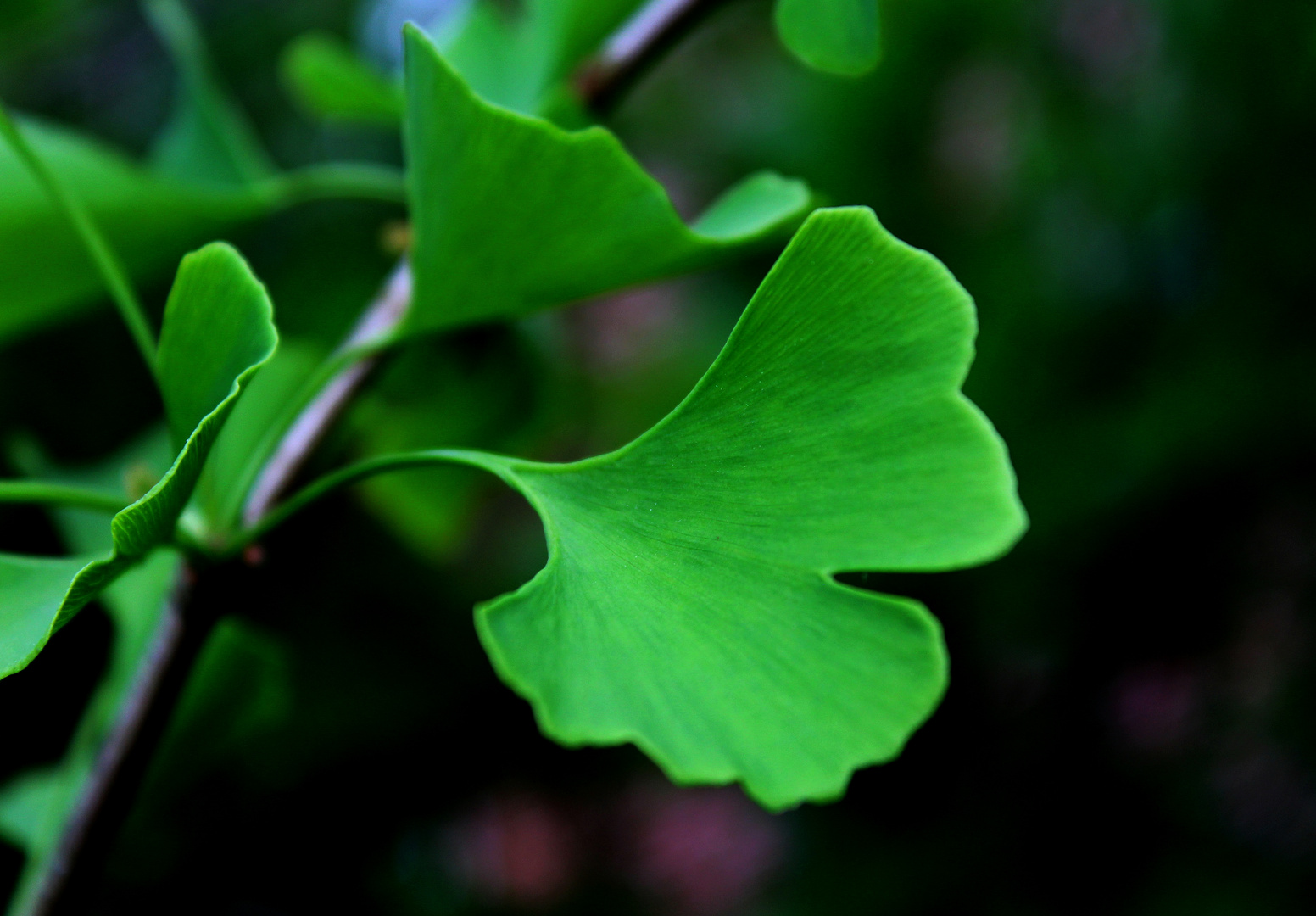  Gingko ...