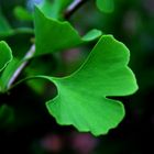  Gingko ...