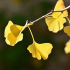 Gingko