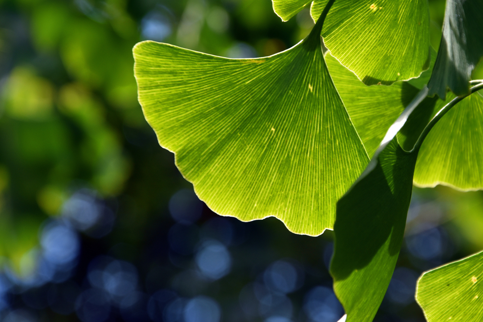 Gingko