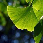 Gingko