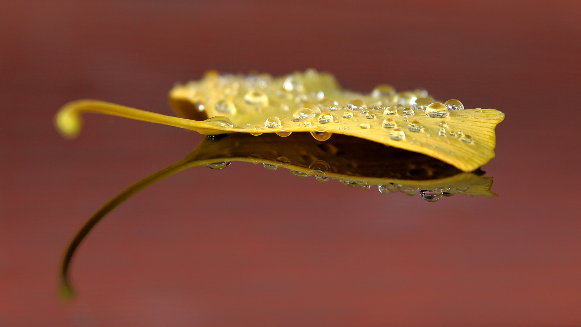 Gingko