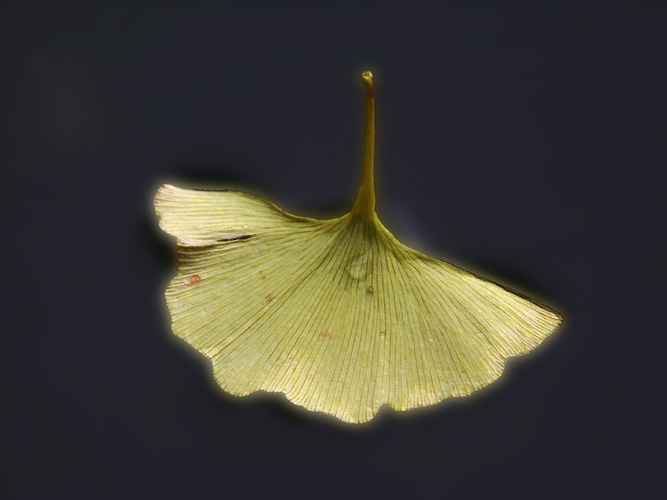 Gingko