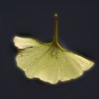 Gingko