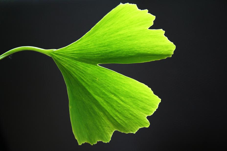 Gingko