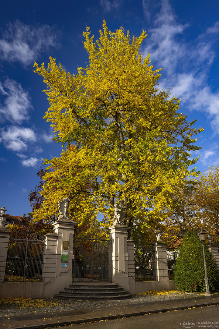 Gingko am Hofgarten Eingang