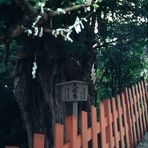 Gingko Baum im Jahre 1993