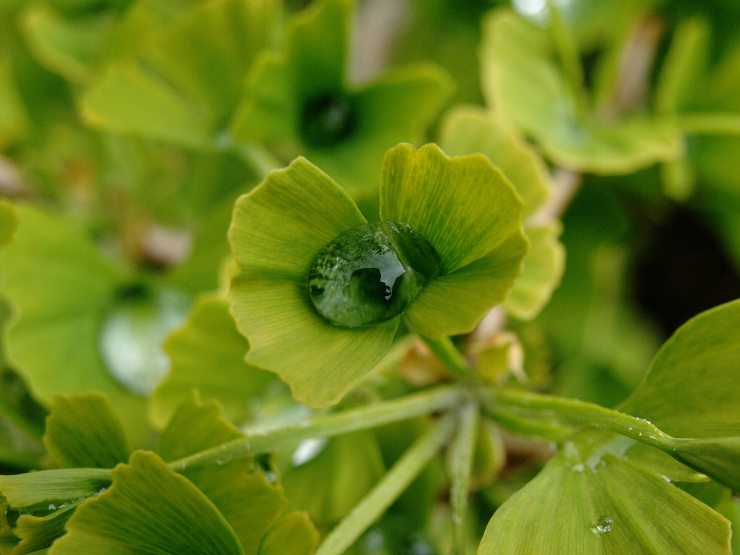 Gingko Biloba