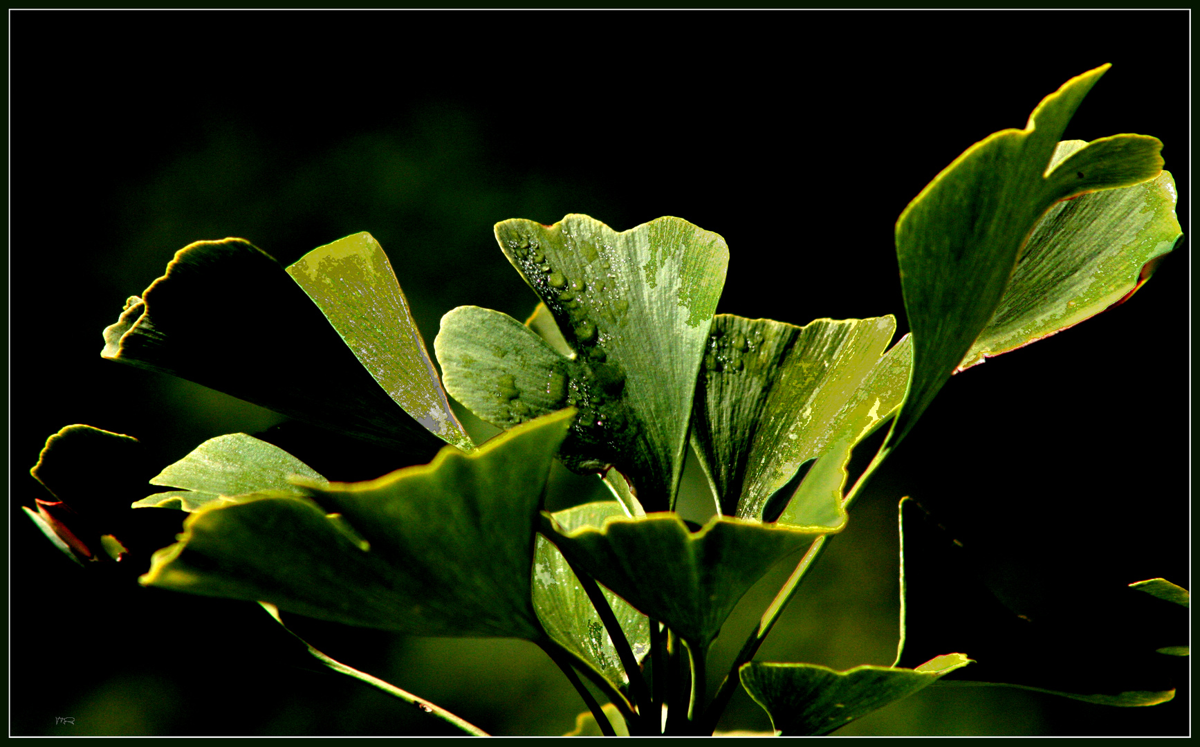 Gingko-Biloba