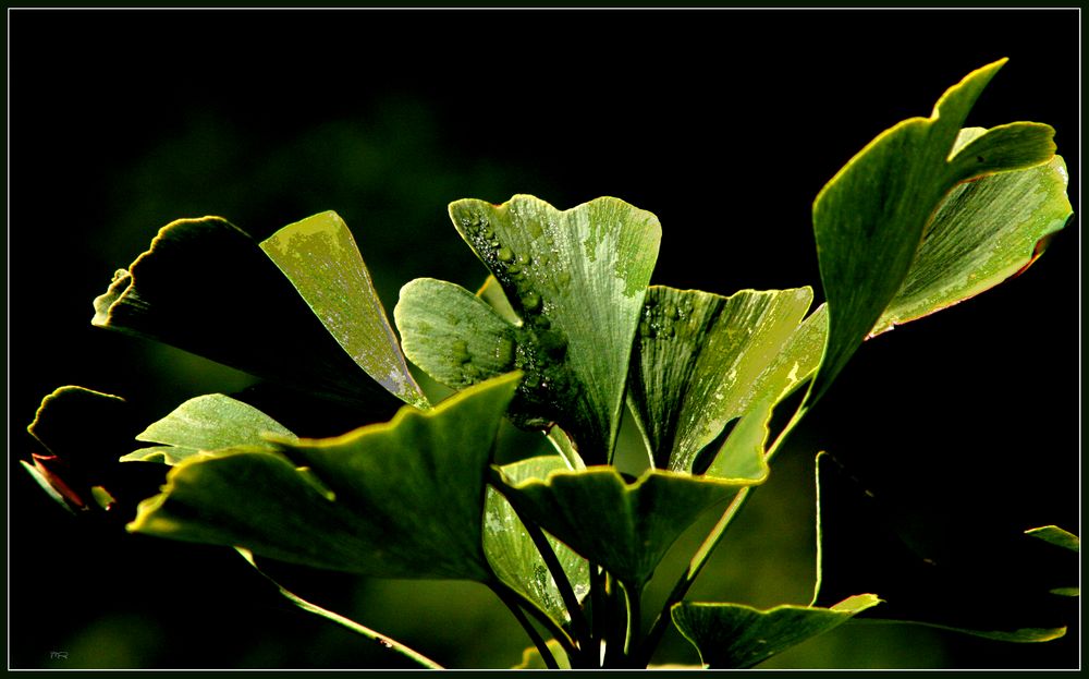 Gingko-Biloba