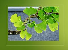 Gingko biloba