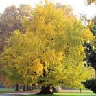 Gingko biloba (weiblich) in der Abendsonne Parc de Schoppenwihr