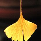 Gingko-Blatt