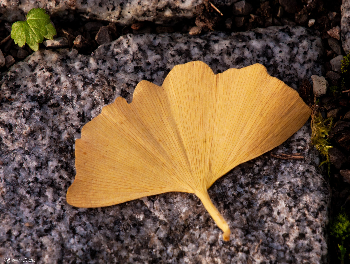 Gingko Blatt