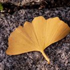 Gingko Blatt