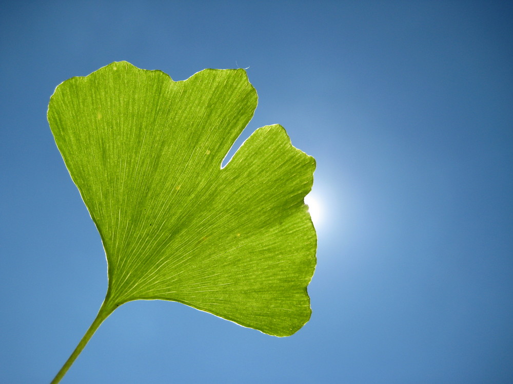 Gingko-Blatt