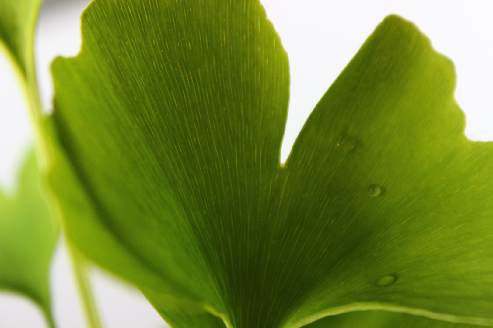 Gingko Blatt