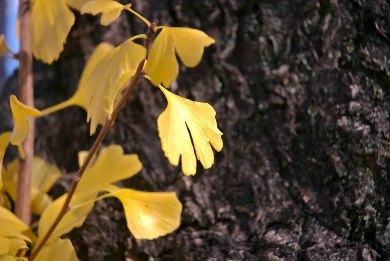 Gingko-Blatt, Herbstlaubverfärbung (Momiji), Kyoto November 2006