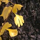 Gingko-Blatt, Herbstlaubverfärbung (Momiji), Kyoto November 2006