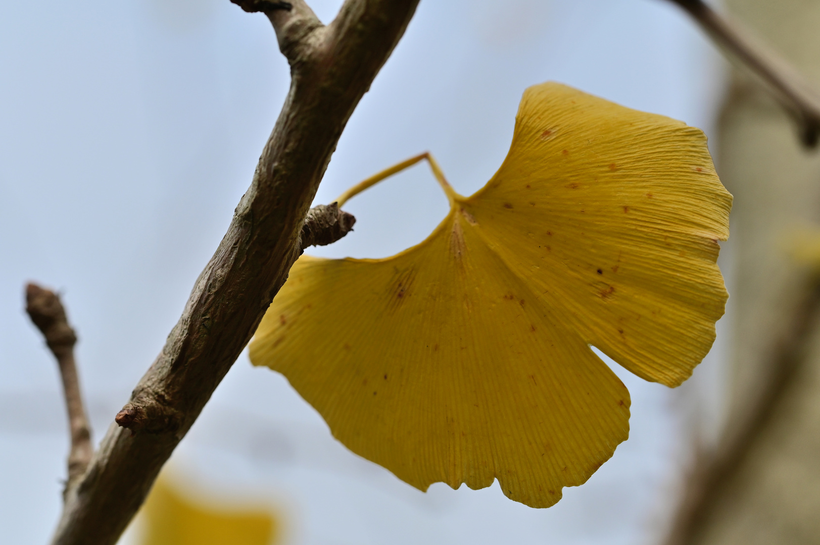 Gingko-Blatt in herbstlicher Färbung