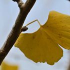 Gingko-Blatt in herbstlicher Färbung