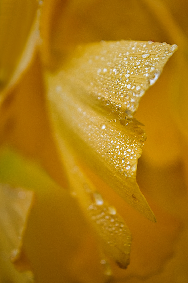 Gingko-Blatt mit Tautropfen