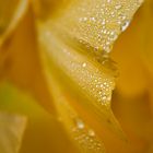 Gingko-Blatt mit Tautropfen