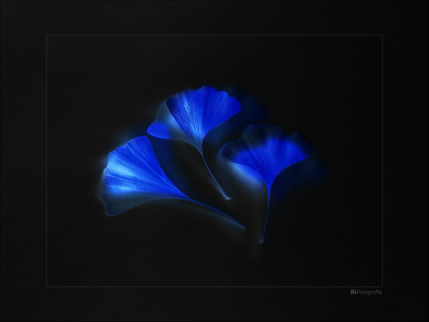 Gingko..
