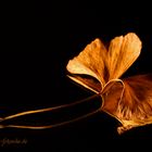 Gingko