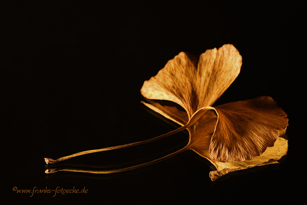 Gingko