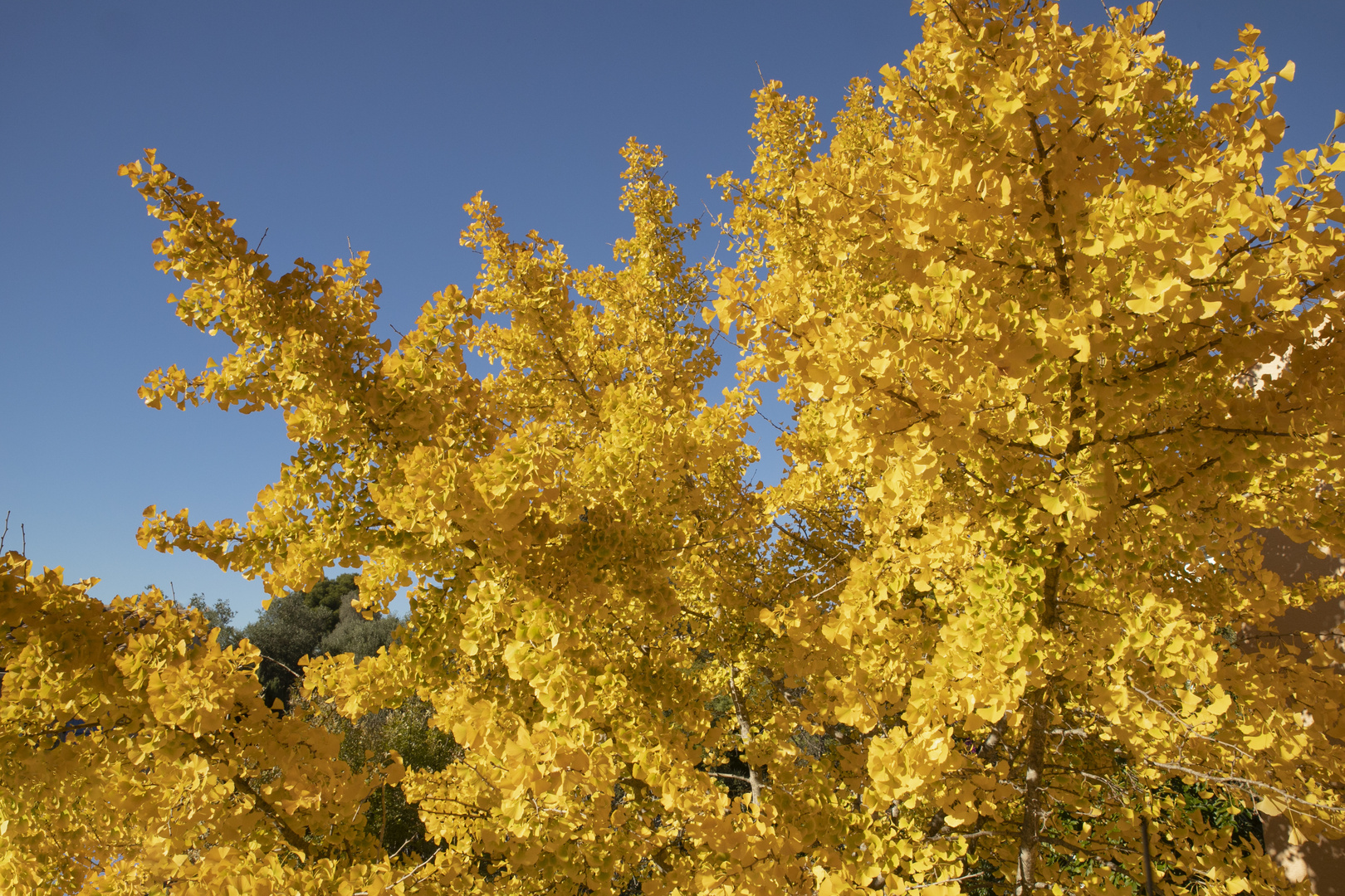 Gingko d’or