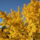 Gingko d’or