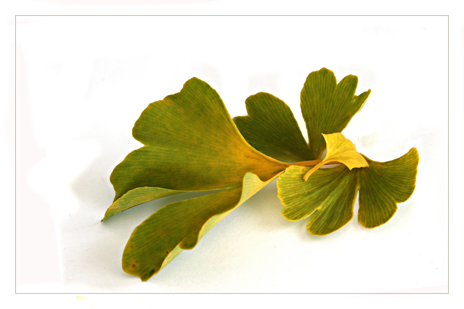 Gingko