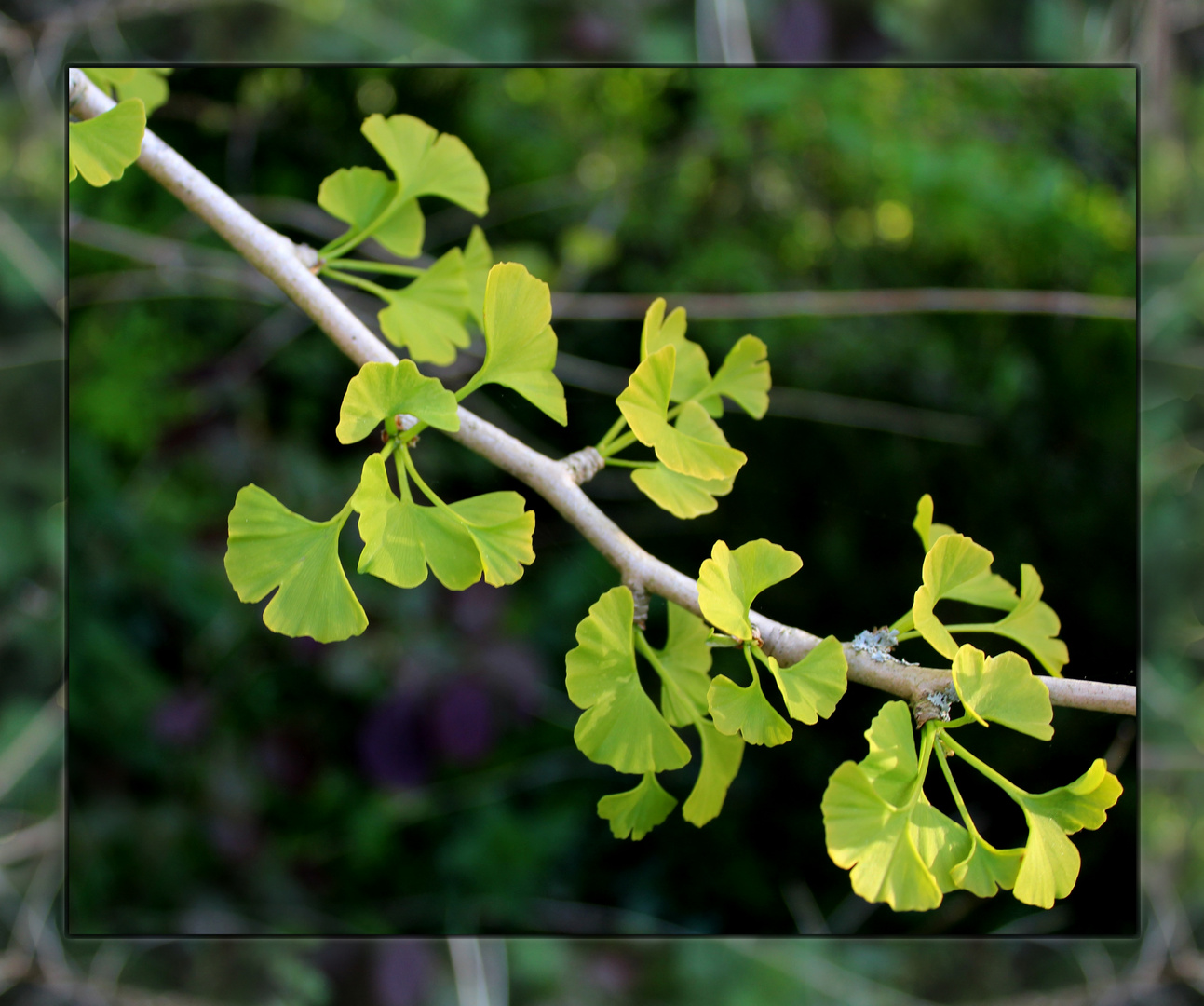 Gingko 