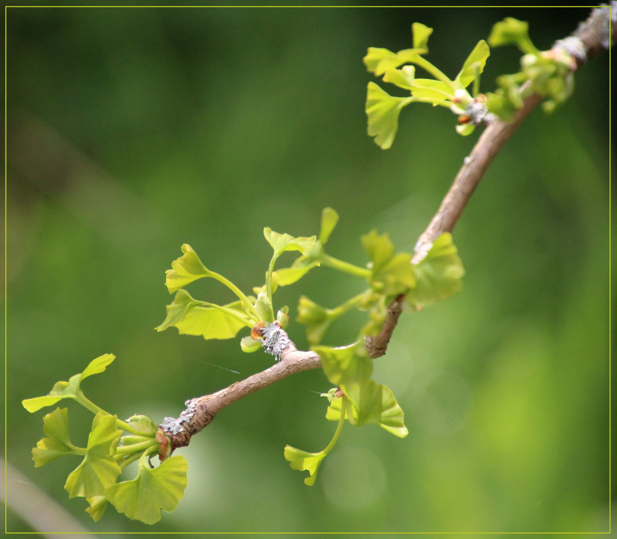 Gingko 