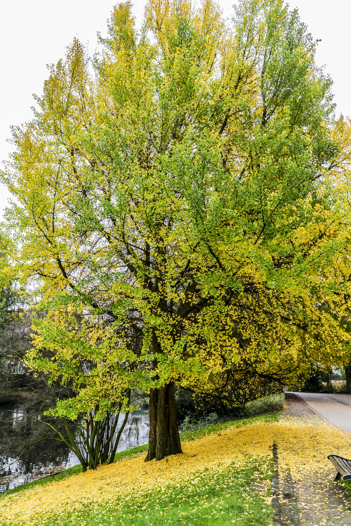 Gingko