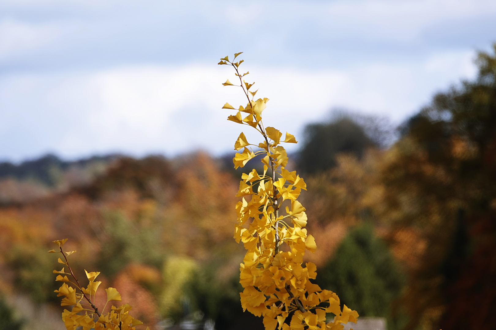 Gingko gen Himmel