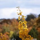 Gingko gen Himmel