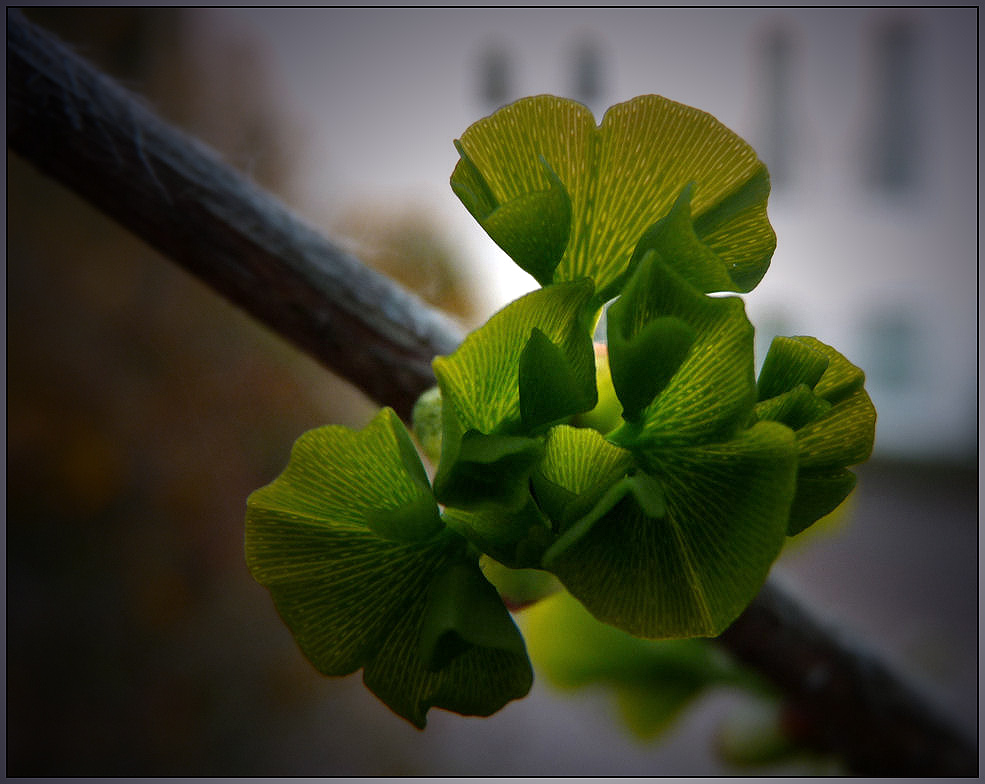 gingko goes frühling...